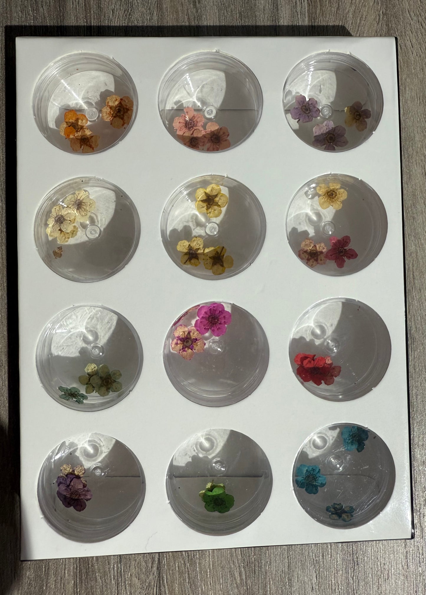 Dry flowers / Set de 12