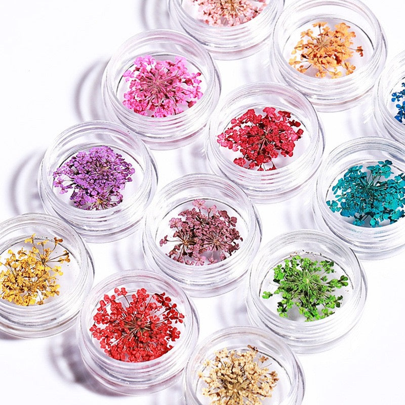 Dry flowers / Set de 12