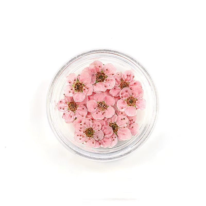 Dry flowers / Set de 12