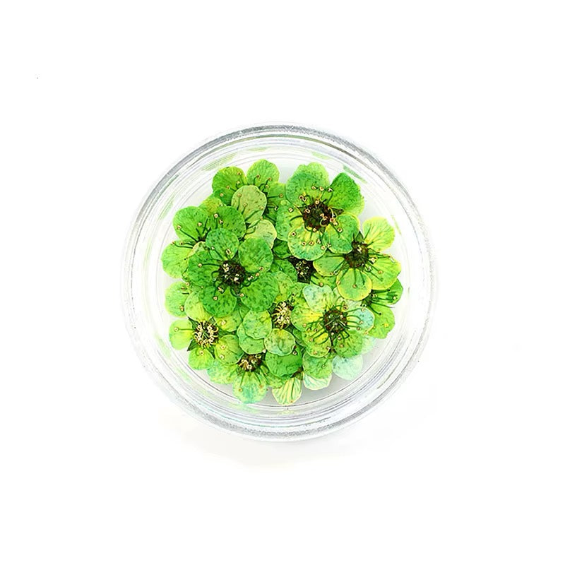 Dry flowers / Set de 12