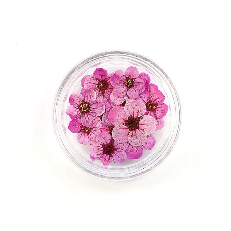 Dry flowers / Set de 12