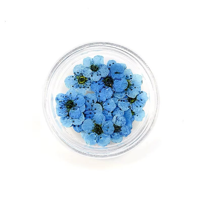 Dry flowers / Set de 12