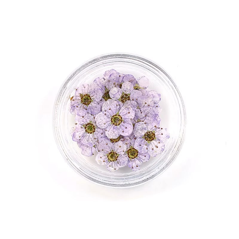 Dry flowers / Set de 12
