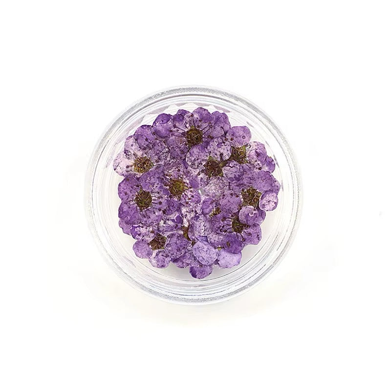 Dry flowers / Set de 12