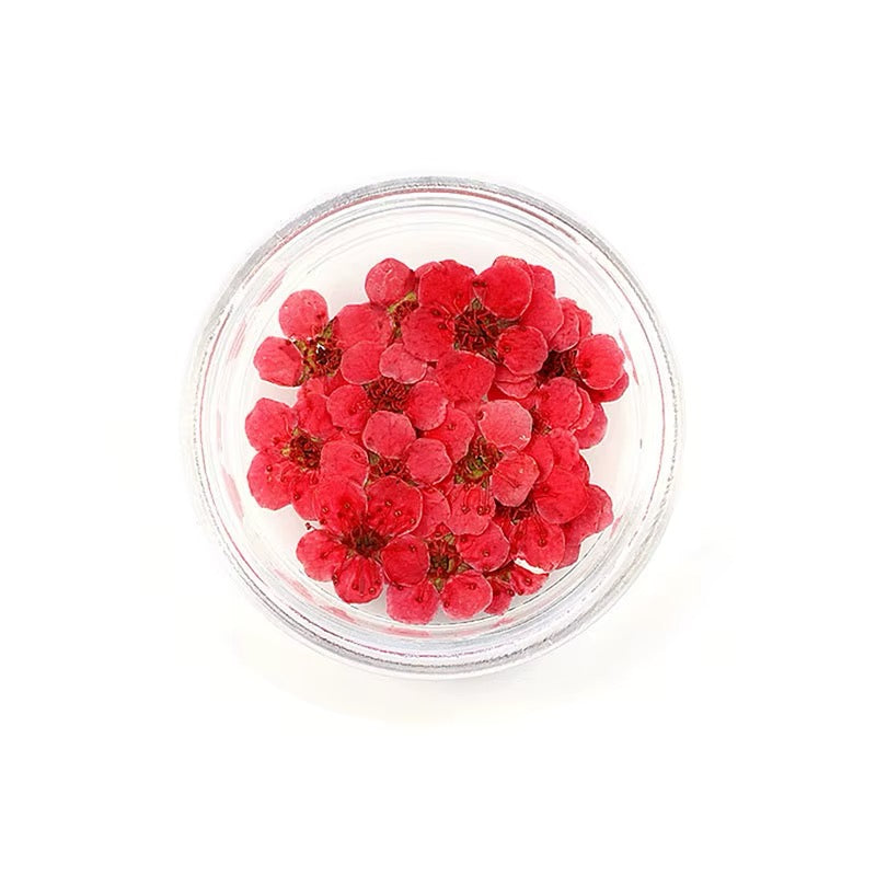 Dry flowers / Set de 12