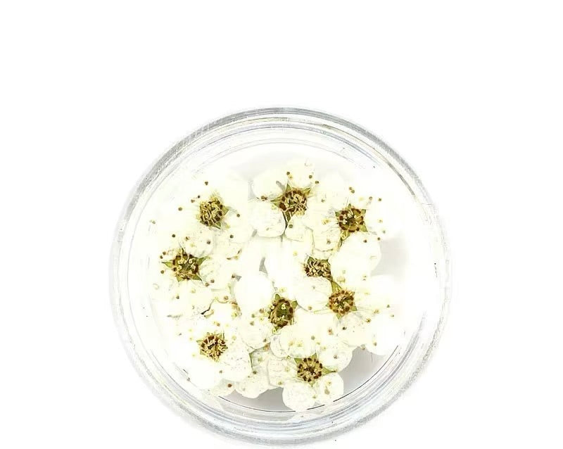 Dry flowers / Set de 12