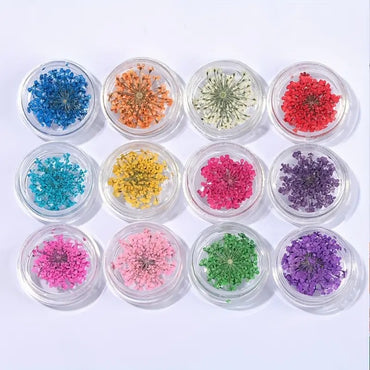 Dry flowers / Set de 12