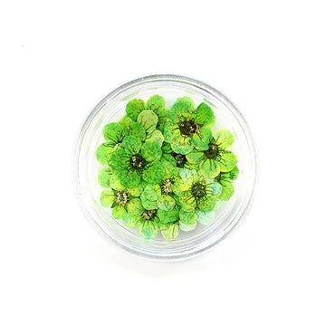 Dry flowers / Set de 12