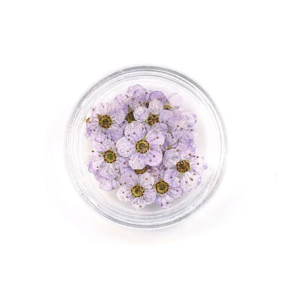 Dry flowers / Set de 12