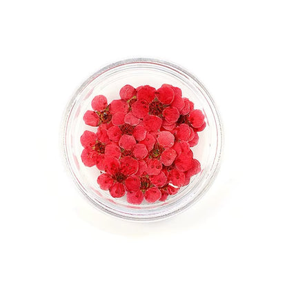 Dry flowers / Set de 12