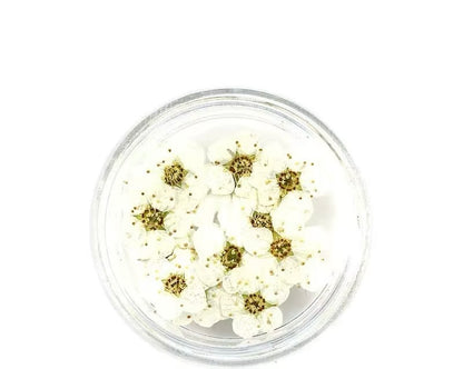 Dry flowers / Set de 12